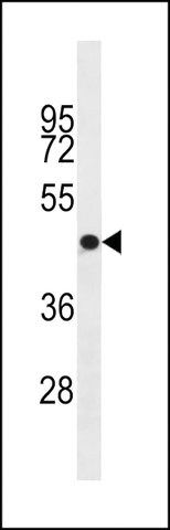 ANTI-OR4S1 (C-TERM) antibody produced in rabbit