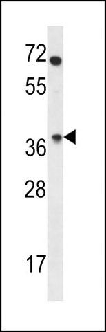 ANTI-OR4N2 (N-TERM) antibody produced in rabbit