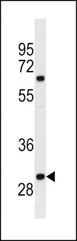 ANTI-OR4M2 (C-TERM) antibody produced in rabbit