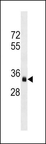 ANTI-OR8J3 (C-TERM) antibody produced in rabbit