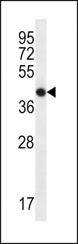 ANTI-OR7G2 (C-TERM) antibody produced in rabbit