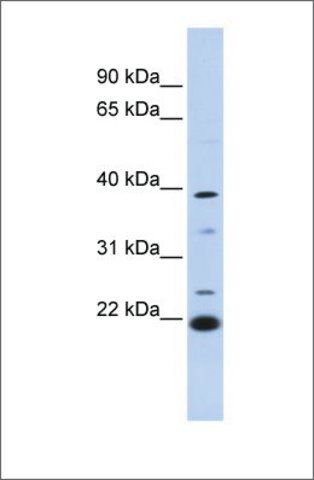 Anti-PEF1 antibody produced in rabbit