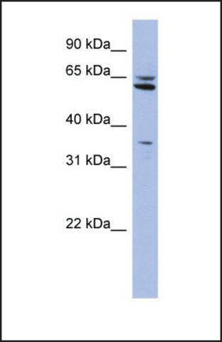 Anti-PH-4 antibody produced in rabbit