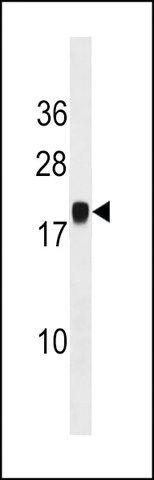 ANTI-PGSF1 (CENTER) antibody produced in rabbit