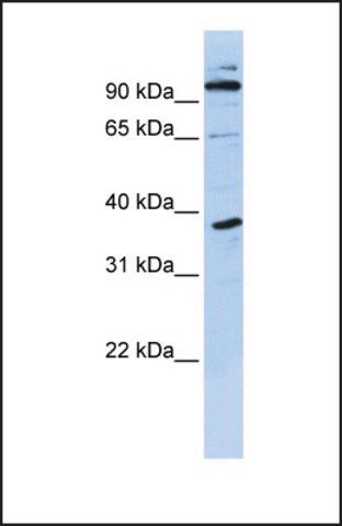 Anti-PHF11, (N-terminal) antibody produced in rabbit