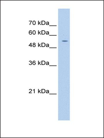 Anti-PGS1 (AB2) antibody produced in rabbit