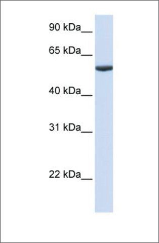 Anti-PHF10 antibody produced in rabbit