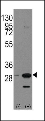 ANTI-PHB1(C-TERMINAL) antibody produced in rabbit