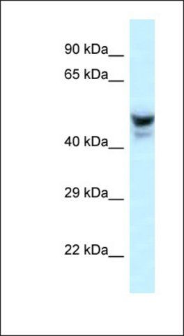 Anti-PHACTR3 antibody produced in rabbit