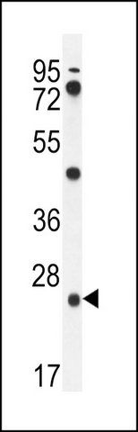 ANTI-PGPEP1 (N-TERM) antibody produced in rabbit