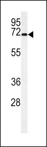 ANTI-PHAR4 (C-TERM) antibody produced in rabbit