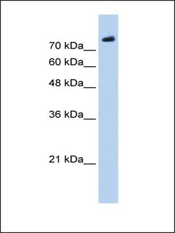 Anti-PHF20 antibody produced in rabbit