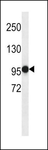 ANTI-PHF14 (N-TERM) antibody produced in rabbit