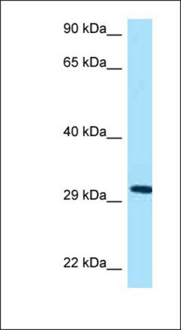 Anti-PHB2 antibody produced in rabbit