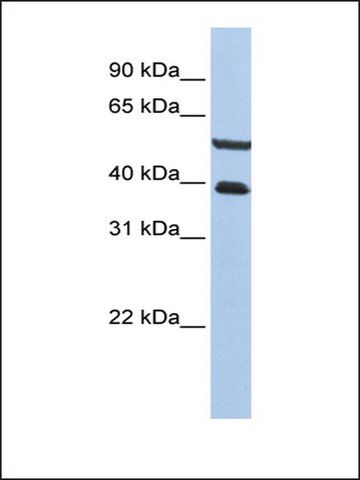 Anti-PHACTR3 antibody produced in rabbit