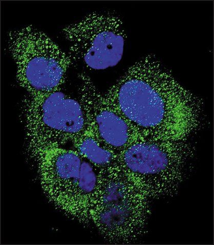 ANTI-PHOSPHO-ABL(Y204) antibody produced in rabbit