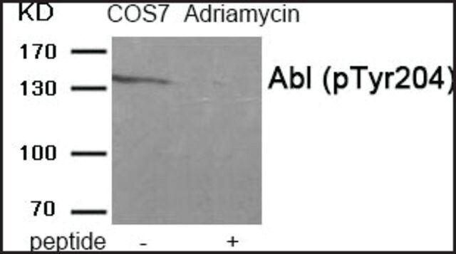 Anti-phospho-Abl (pTyr<sup>204</sup>) antibody produced in rabbit