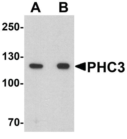 Anti-PHC3 antibody produced in rabbit