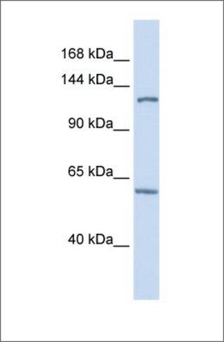 Anti-PHF12 antibody produced in rabbit