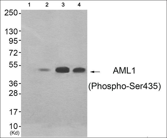 Anti-phospho-AML1 (pSer<sup>435</sup>) antibody produced in rabbit