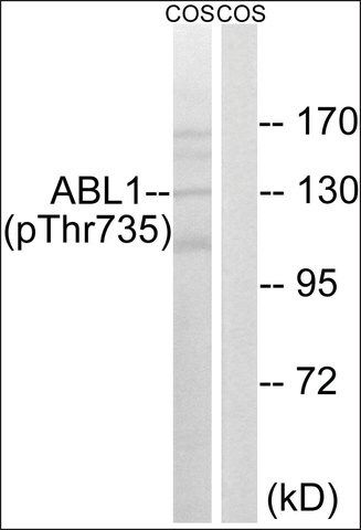 Anti-phospho-ABL1 (pThr<sup>735</sup>) antibody produced in rabbit