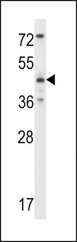 ANTI-MOUSE MAPK9 (CENTER) antibody produced in rabbit