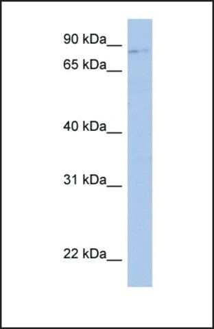 Anti-LRRC33 antibody produced in rabbit