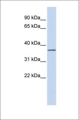 Anti-LRRC25 antibody produced in rabbit