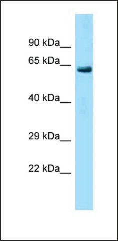 Anti-LRRC40 antibody produced in rabbit