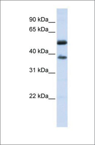 Anti-LRRC24 (ab1) antibody produced in rabbit