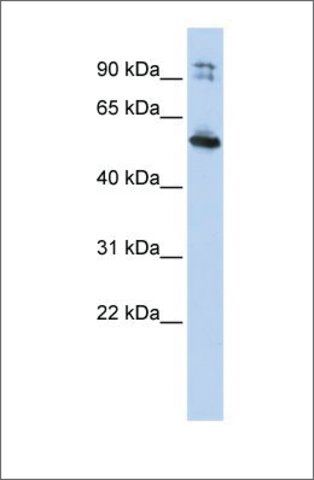 Anti-LRRC50 antibody produced in rabbit