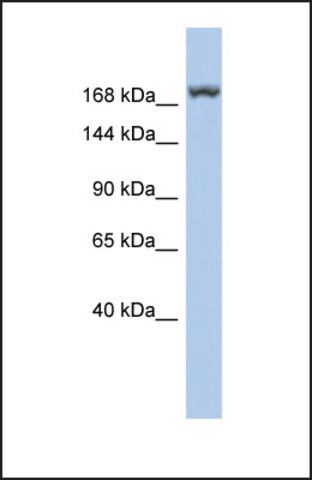 Anti-LRRC37A3 antibody produced in rabbit