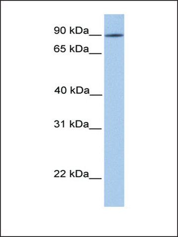 Anti-LRRC50 antibody produced in rabbit