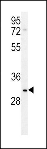 ANTI-LRRC52 (C-TERM) antibody produced in rabbit