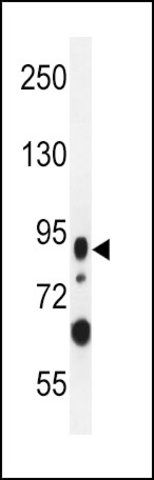 ANTI-LRRC36 (N-TERM) antibody produced in rabbit