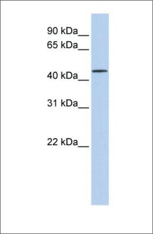 Anti-LRRC28 (ab2) antibody produced in rabbit