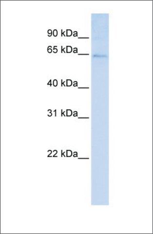 Anti-LRFN3 antibody produced in rabbit