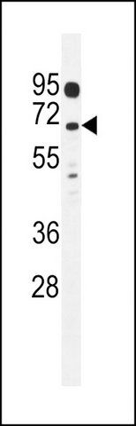 ANTI-LRRC63 (C-TERM) antibody produced in rabbit