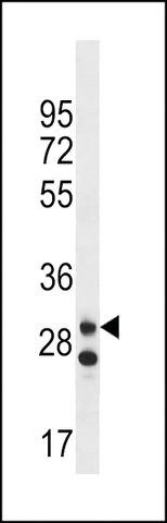 ANTI-LRRC3C(C-TERMINAL) antibody produced in rabbit