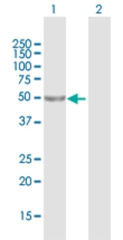 Anti-LRRC42 antibody produced in mouse