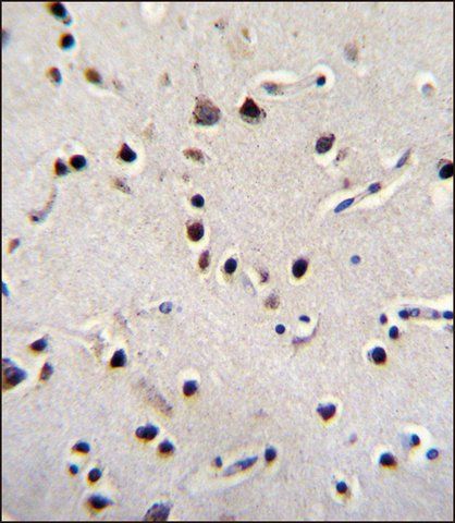 ANTI-LRRC46 (N-TERM) antibody produced in rabbit