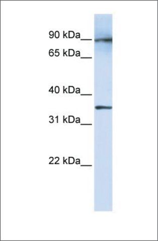 Anti-LRRC59 antibody produced in rabbit