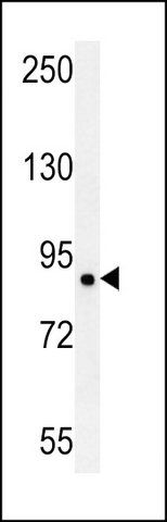 ANTI-LRRC4B (N-TERM) antibody produced in rabbit