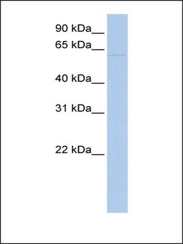 Anti-LRRC56 antibody produced in rabbit