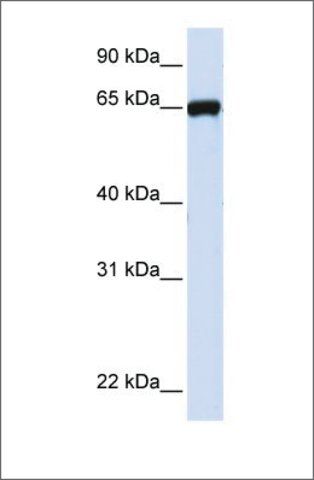 Anti-LRRC4C antibody produced in rabbit