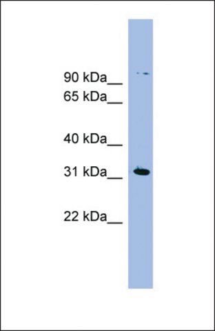 Anti-LRRC52, (N-terminal) antibody produced in rabbit