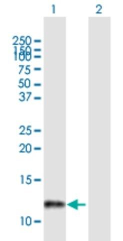 Anti-LSM2 antibody produced in mouse