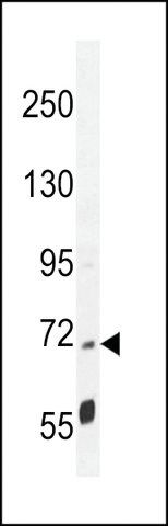 ANTI-LRRC68(N-TERMINAL) antibody produced in rabbit