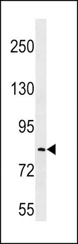 ANTI-LRRC70(C-TERMINAL) antibody produced in rabbit