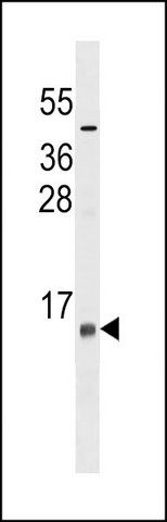 ANTI-LST1 (CENTER) antibody produced in rabbit